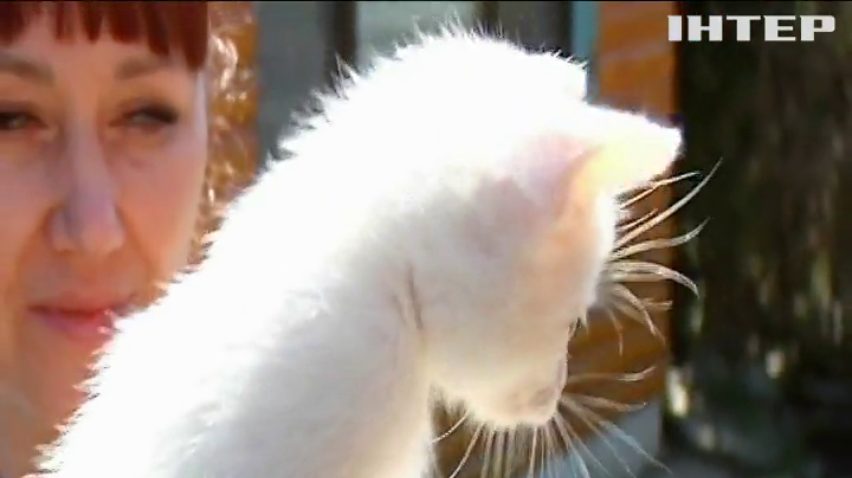 Пухнастий піар: як коти збільшують потік туристів на Закарпатті