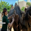 У зоопарку Лондона влаштували барбершоп для верблюдів