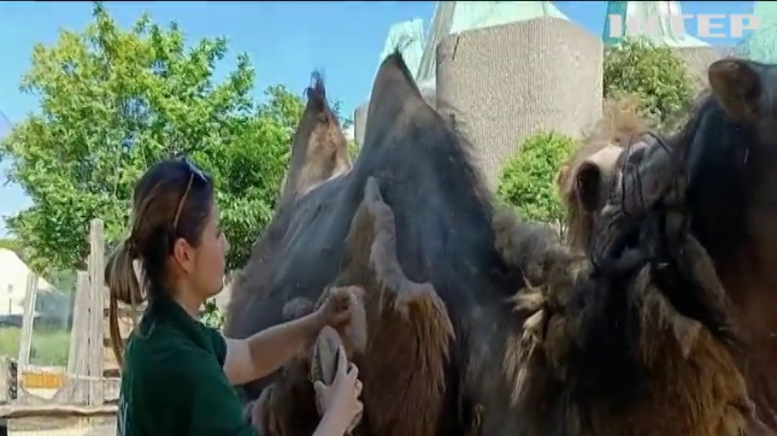 У зоопарку Лондона влаштували барбершоп для верблюдів