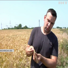 Врожай пшениці в Україні вбивають грибки: аграрії б'ють на сполох