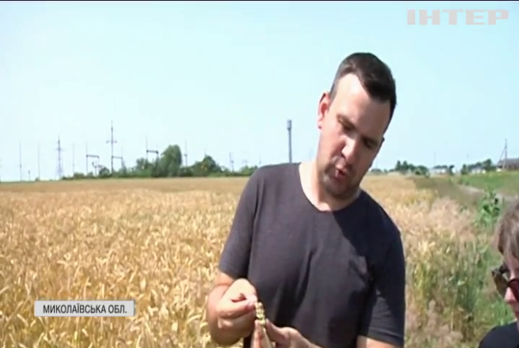 Врожай пшениці в Україні вбивають грибки: аграрії б'ють на сполох