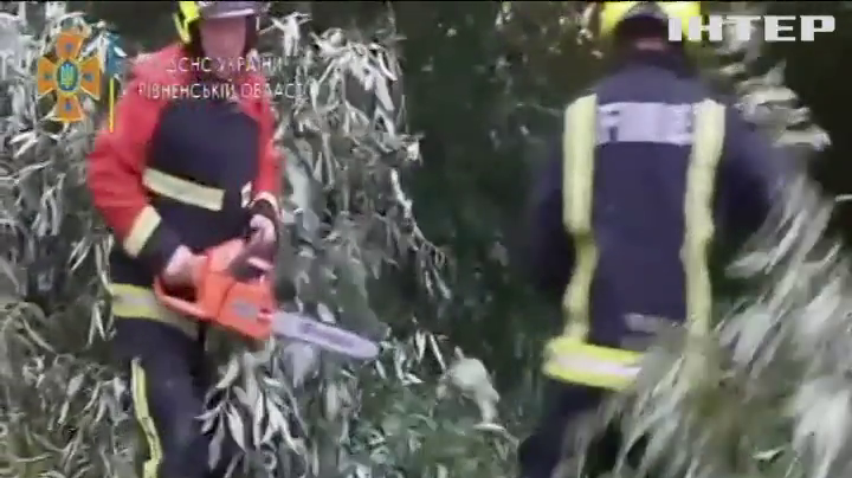 У Рівному буревій повалив дерево на маршрутку з пасажирами