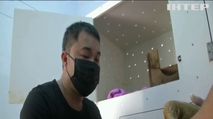 Новонародженого панголіна показали у В'єтнамі (відео)