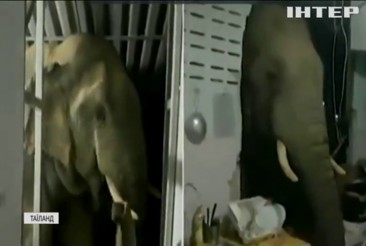 У Таїланді голодний слон відібрав харчі у кота (відео)