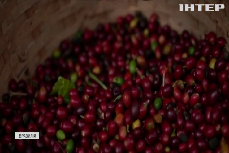Посуха у Бразилії може залишити світ без дешевої кави