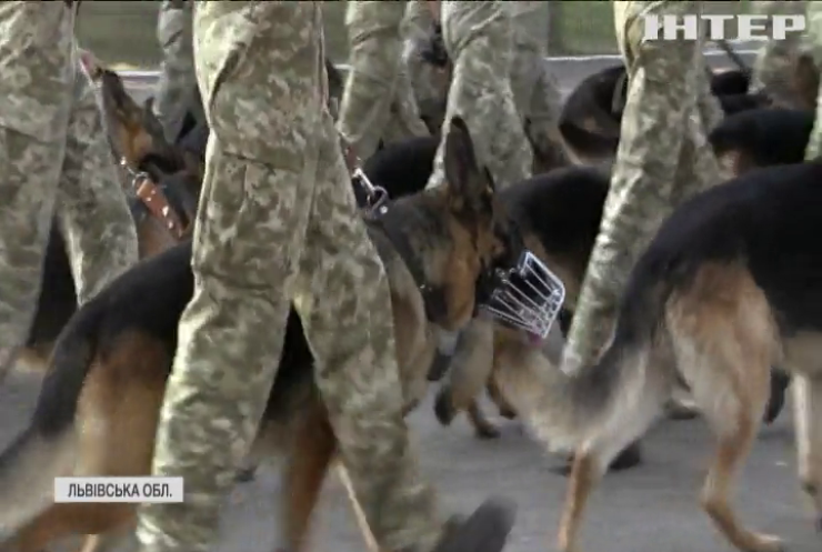 На Львівщині тренують службових собак до параду на честь Дня Незалежності