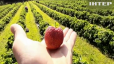 Латвійська полуниця гине через брак українських заробітчан