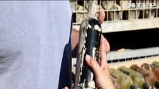 Німці намагаються відновити виноградники після нищівних повеней