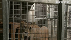 У чеському зоопарку показали новонароджених левенят