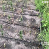 На Кіровоградщині поліція знищила плантацію елітної коноплі