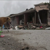 Землетрус на Гаїті: рятувальники і далі шукають уцілілих і тіла загиблих