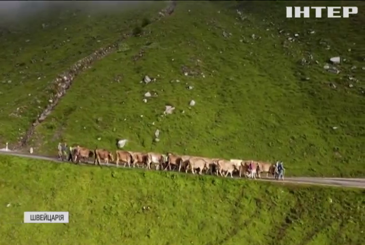 В Альпах гелікоптером спускали корів із пасовищ