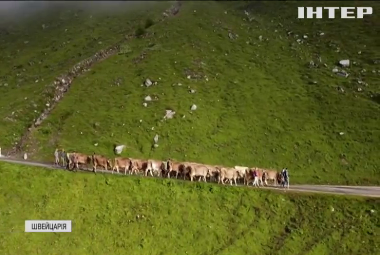 Завершення літнього сезону: альпійських корів спускають вниз