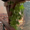У Каліфорнії евакуюють населення через лісові пожежі