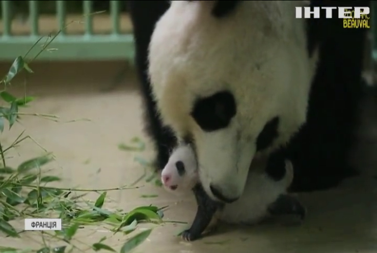 У французькому зоопарку народилися панди