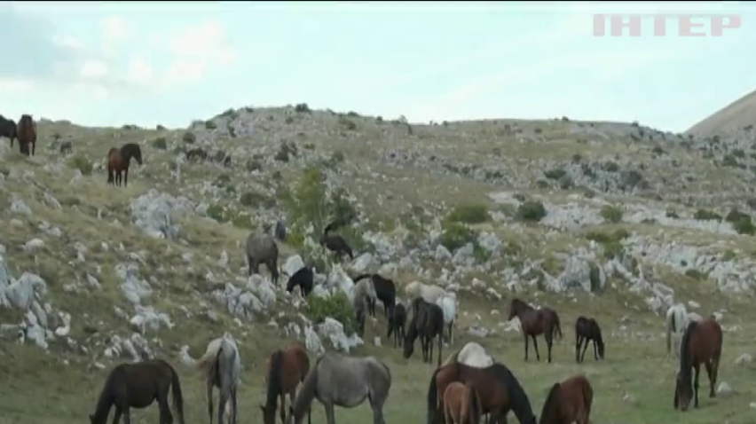 Фермери Боснії відстрілюють диких коней