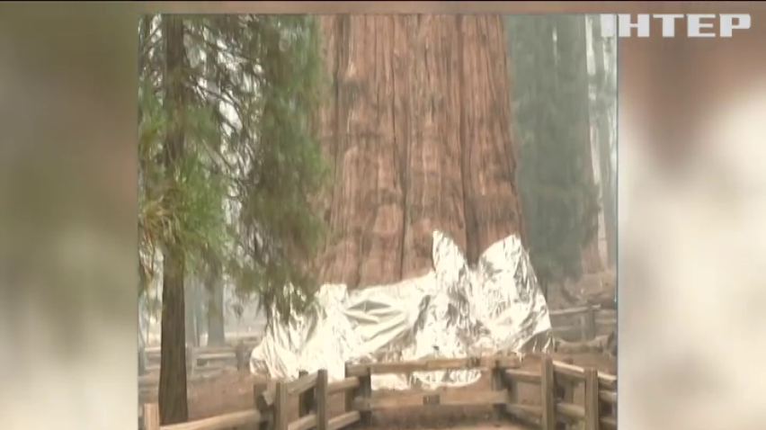 Найстарішим деревам світу загрожує пожежа