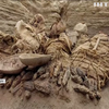 Будівельники Перу знайшли давнє 800-річне поховання