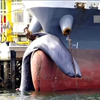 Корабель зачепив 10-метрового кита: тварина померла
