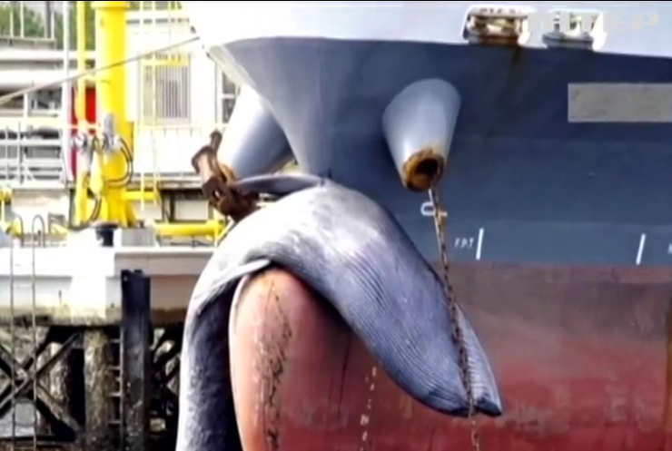 Корабель зачепив 10-метрового кита: тварина померла