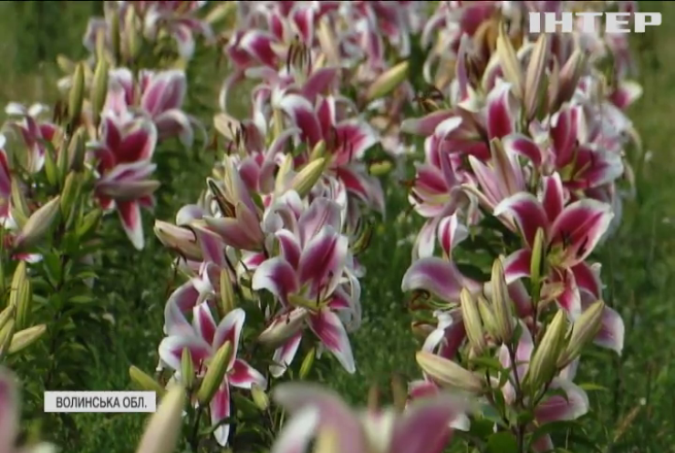 Найбільше в Україні поле осінніх квітів розцвіло на Волині