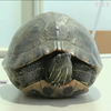 В Японії черепаха затримала п'ять авіарейсів