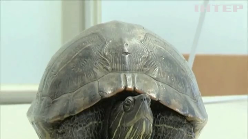 В Японії черепаха затримала п'ять авіарейсів