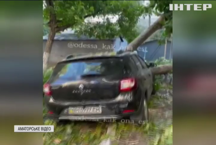 Дерево побило сім автівок в Одесі