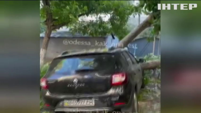 Дерево побило сім автівок в Одесі