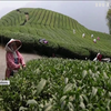 Тайванський чай опинився під загрозою через кліматичні зміни