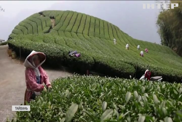 Тайванський чай опинився під загрозою через кліматичні зміни