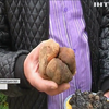 Незвичайний грибник: на Буковині чоловік вирощує трюфелі