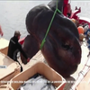 Велетенську рибину виловили біля берегів Іспанії