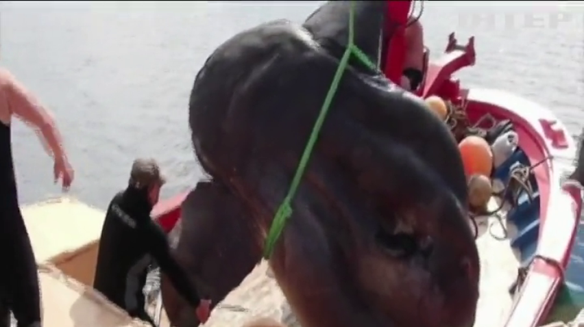 Велетенську рибину виловили біля берегів Іспанії