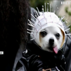 У Нью-Йорку відбувся парад собачих костюмів