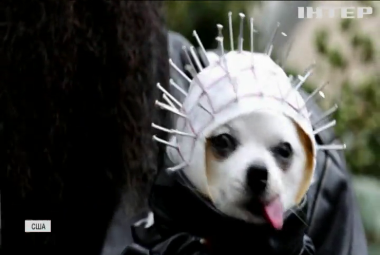 У Нью-Йорку відбувся парад собачих костюмів