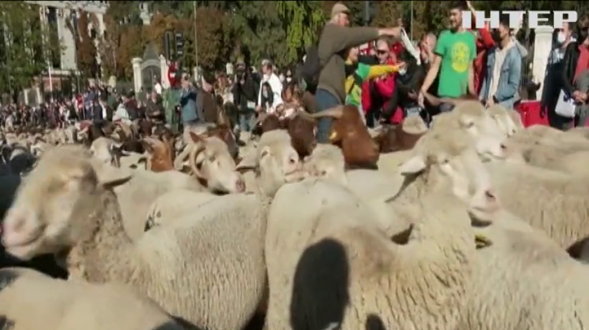 Отари овець та кіз заполонили вулиці іспанської столиці