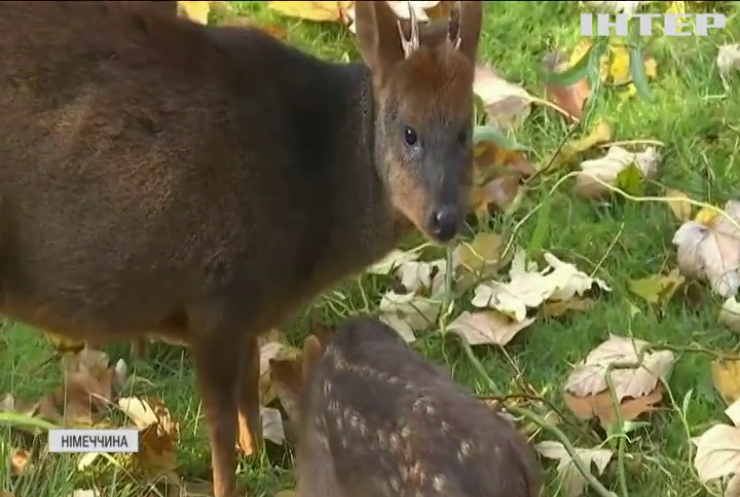 Зоопарк німецького Кельна представив новонародженого пуду