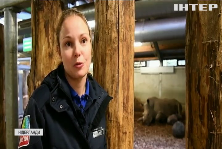 Дитинча носорога з'явилося на світ у Нідерландах