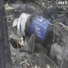 В Астралії пес врятував коал від лісових пожеж