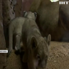 У німецькому зоопарку з'явилися малята