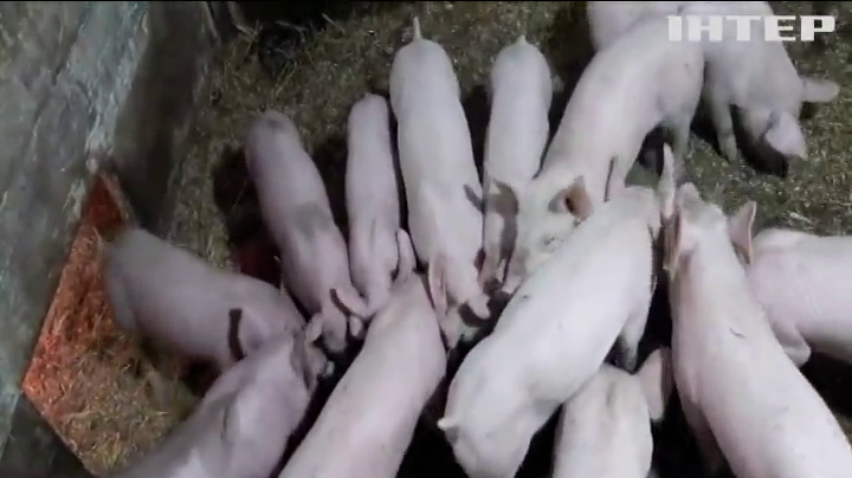 Українське сало стало чи не найдорожчим продуктом на столі: в чому причина 