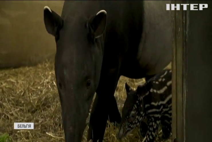 Бельгійський зоопарк показав немовля чепрачного тапіра