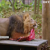 Новорічні презенти отримали леви та мавпенята у лондонському зоопарку