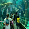 В акваріумі Ріо-де-Жанейро дайвери спустилися до акул