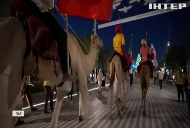 640 кілометрів подолали верблюди аби прибути на виставку у Дубаї