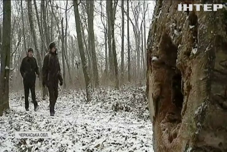 На Черкащині керівництво об'єднаної громади випилює абсолютно здорові дерева у заповіднику
