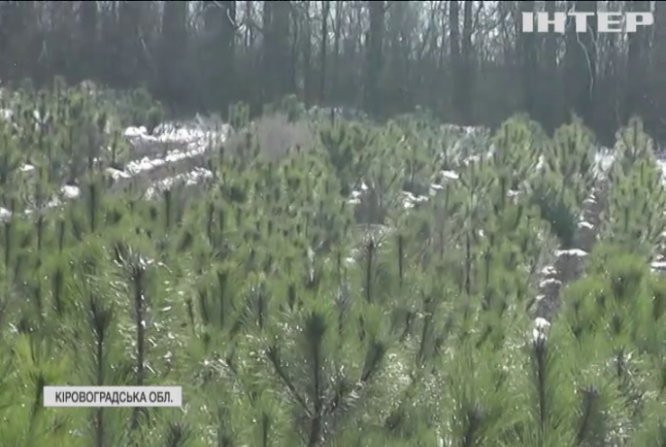 Лісова красуня: як вирощують новорічні ялинки на Кіровоградщині?