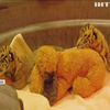 В зоопарку американського Далласа народилися рідкісні тигренята
