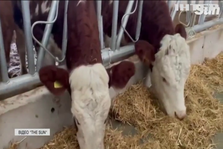 Турецький фермер одягає коровам окуляри віртуальної реальності
